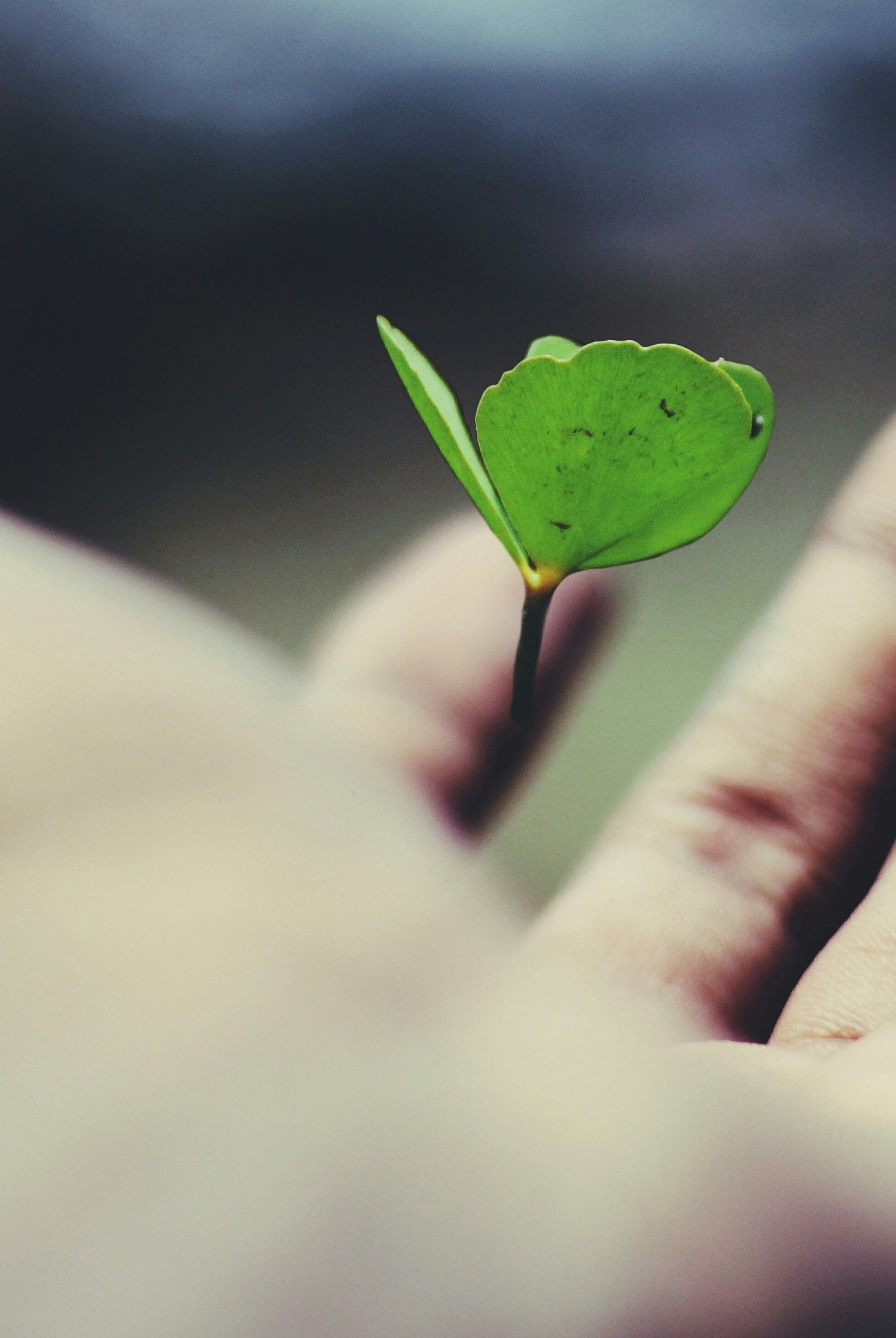Sustainable Lifestyle: Fashion, Accessories, Shoes, and Food